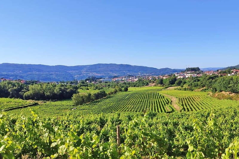 Porto: Douro Valley Exclusive Vinho Verde Tour - What Makes This Tour Stand Out?