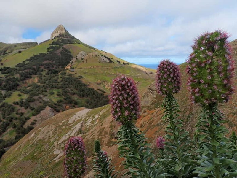 Porto Santo: Terra Chã and Pico Branco Hiking tour - The Sum Up