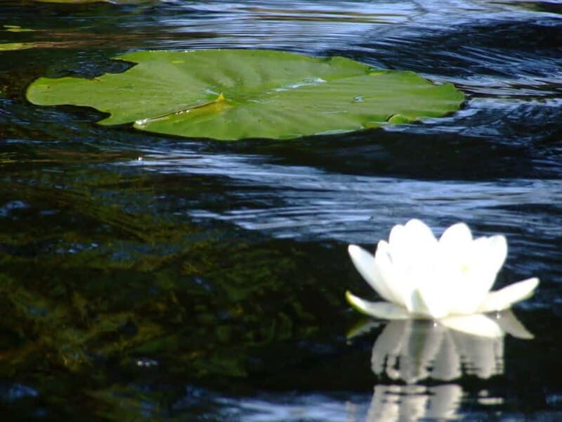 PREMIUM TOUR SMALL GROUP Bucharest: Day Trip to Danube Delta - What’s Included & What’s Not