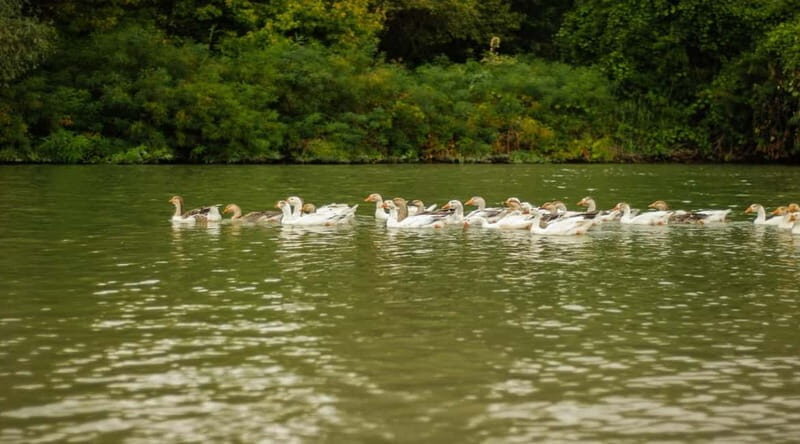 PREMIUM TOUR SMALL GROUP Bucharest-The Heart of Danube Delta - Arrival and Transition to the Waterways