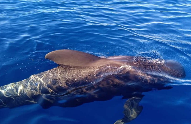 Private Charter Private Charter to see the whales - 3 Hours - Why This Tour Is a Great Choice