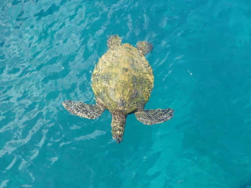 Private Jeep Safari Turtle Adventure & Adonis Waterfalls - What Makes This Tour a Good Value