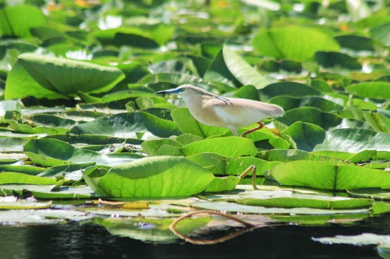 Private morning tour with refreshments and hidden canals! - What Makes This Tour Stand Out?
