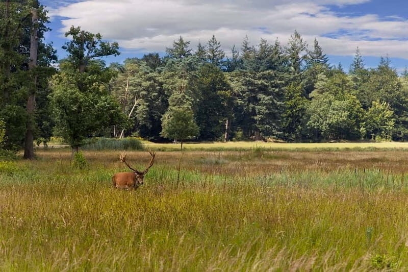 Private Tour Veluwe National Park and Kröller Müller Museum - Inside the Hunting Lodge: A Step Back in Time