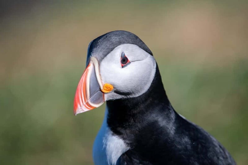 Puffin & Gufufoss Waterfall Tour from Seydisfjordur Port - What’s Included and What to Keep in Mind