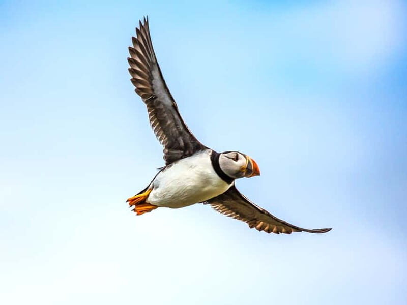 Puffin Watching Yacht Cruise from Downtown Reykjavík - What to Expect During the Tour