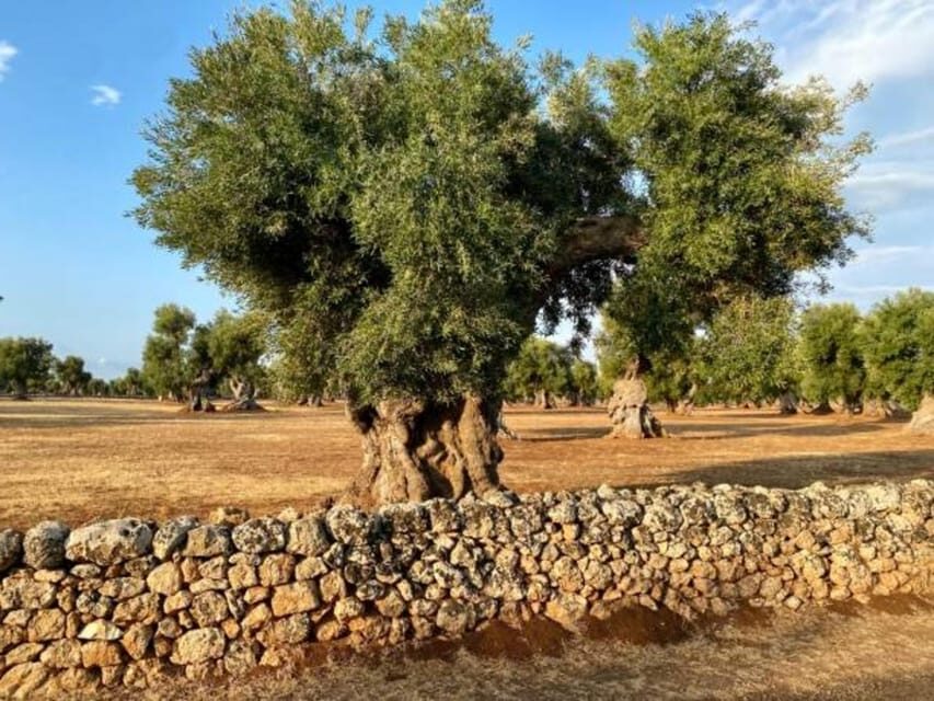 Puglia: Olive Oil Tasting Experience with Olive Grove Walk - The Sum Up