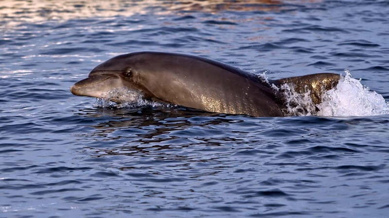 Pula: Brijuni Dolphin Watching cruise with Dinner & Sunset - What Makes This Tour Stand Out