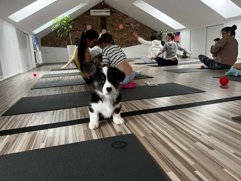 Puppy Yoga in Riga - The Experience: What to Expect from Puppy Yoga in Riga