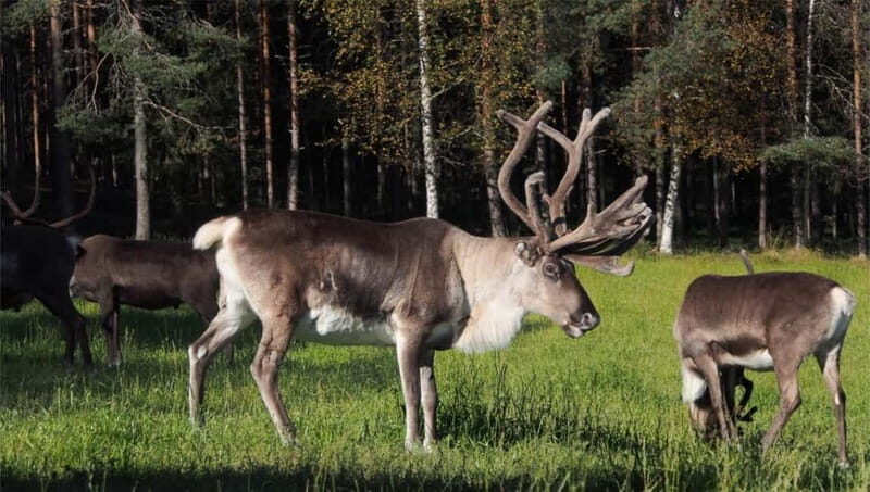 Reindeer Summer Farm Visit at a 200-Year-Old Rovaniemi Farm - A Deep Dive into the Reindeer Farm Experience