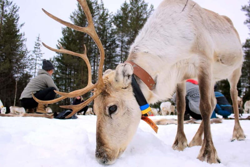 Reindeer yoga in Kuusamo - The Practice: What to Expect During Your Session