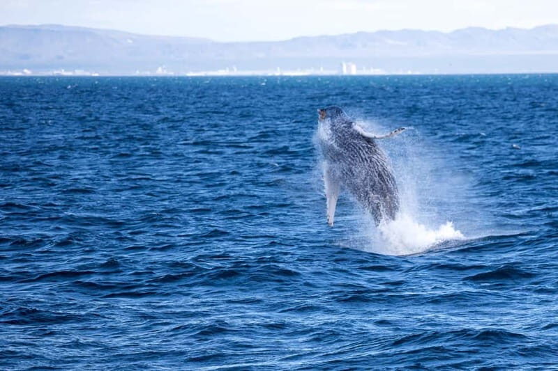 Reykjavik: Snæfellsnes Peninsula & Whale Watching Tour - Transportation, Timing, and Group Size