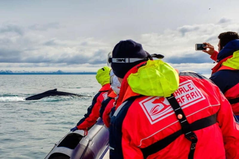 Reykjavik: Whale and Puffin Watching RIB Boat Tour - The Itinerary Breakdown