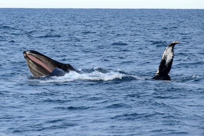 Reykjavik: Whale Watching Express - A Closer Look at the Reviews