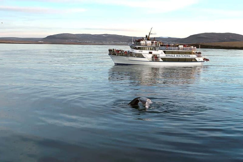 Reykjavik: Whale Watching Tour with Expert Guide - The Sum Up: Who Will Love This Whale Watching Tour?