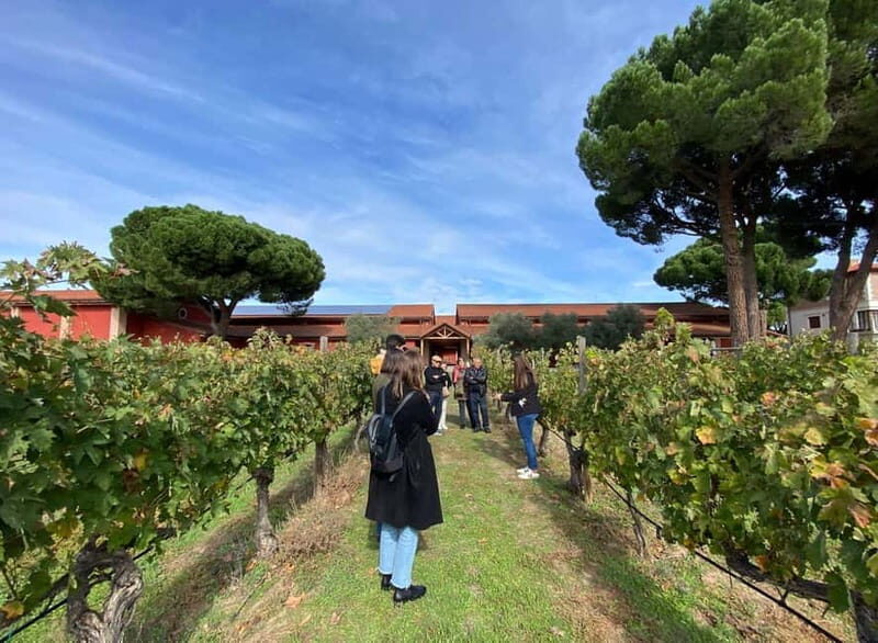 Ribera del Duero: Two Wineries with Transport from Madrid - Pricing, Duration & Practicalities