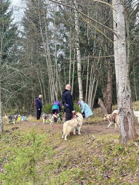 Riga: Husky Hike in the Nature Trail - The Huskies: More Than Just Cute Companions