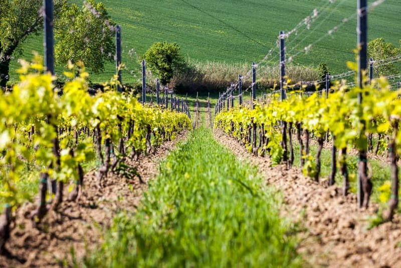 Rimini: San Valentino DOC Wine Tastings - Exploring the Vineyard and Cellar