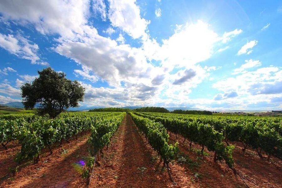 Rioja: Wine tasting and sampling at the Martínez Alesanco family winery - Breaking Down the Experience