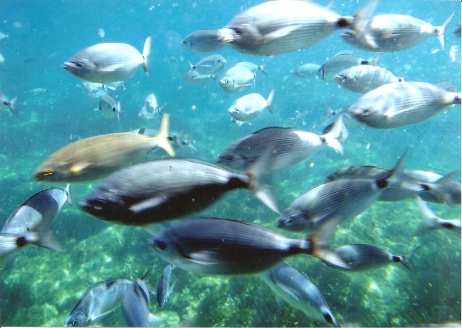 Roses: Costa Brava Catamaran Trip with Underwater Views - What to Expect on the Tour