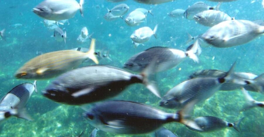 Roses: Cruise to Cala Murtra with Underwater Views - What Makes This Tour Stand Out?