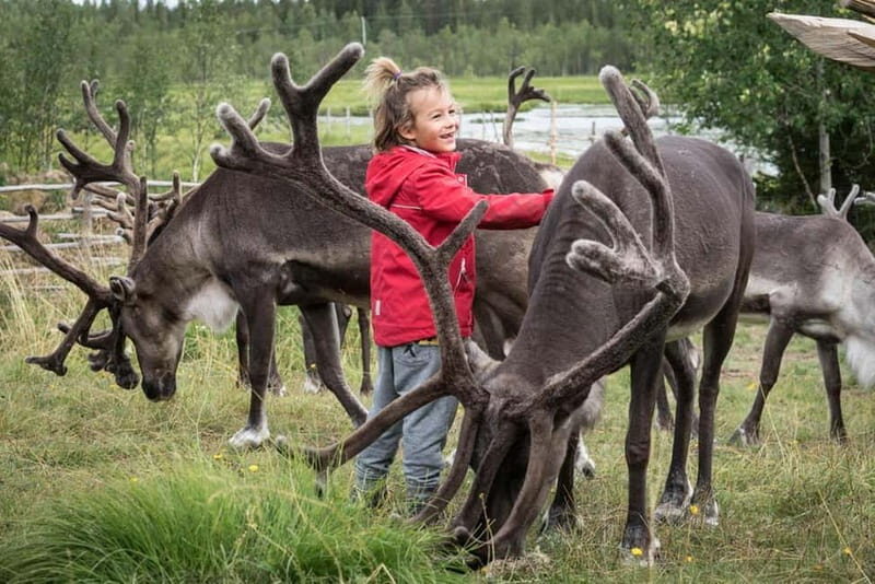 Rovaniemi: Autumn Reindeer Farm Visit - The Value of the Tour