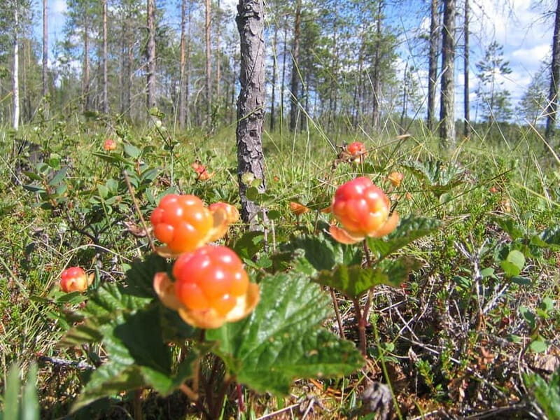 Rovaniemi: Berry and Mushroom Picking Tour with Pancakes - What Makes This Tour Special?