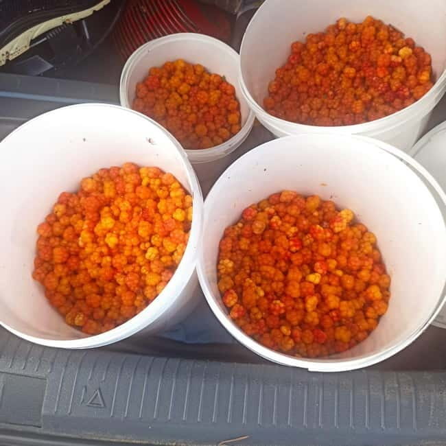 Rovaniemi: Berry Picking Tour with Traditional Laavu - The Itinerary in Detail