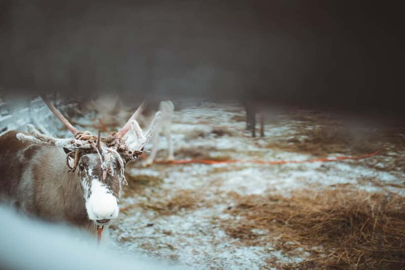 Rovaniemi: Early Winter Reindeer Sleigh Ride 1-2 km - Why the Reindeer Sleigh Ride Stands Out