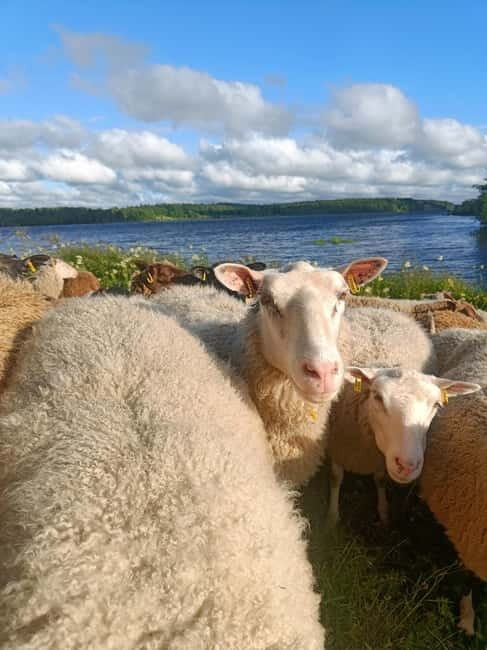 Rovaniemi: Guided Tour to a Sheep Farm in Lapland - Practical Details and What to Expect