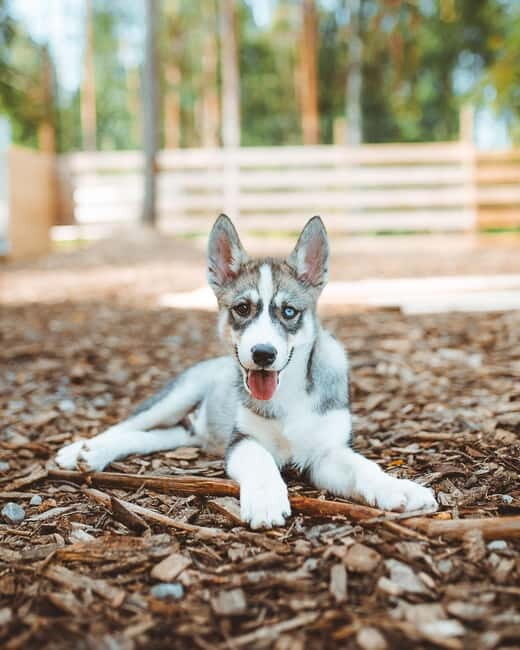 Rovaniemi: Husky Farm Visit - Who Will Enjoy This Tour?