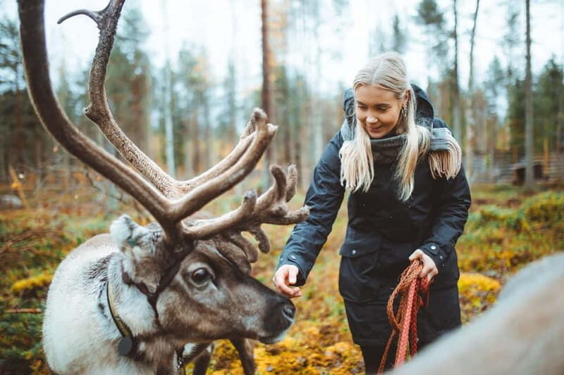 Rovaniemi: Meet and Feed Reindeer - What You Can Expect