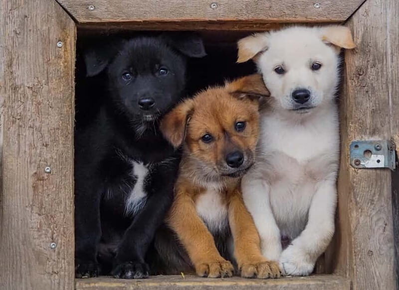 Rovaniemi: Modern husky kennel tour and cart ride in summer - Who Will Love This Experience?  