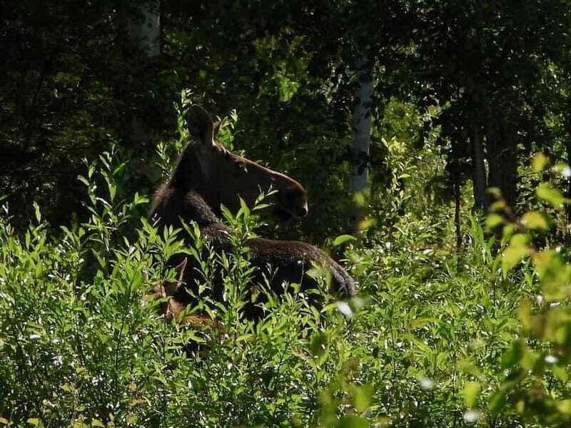 Rovaniemi: Moose Spotting Safari with good snacks - The Value and Who Should Book