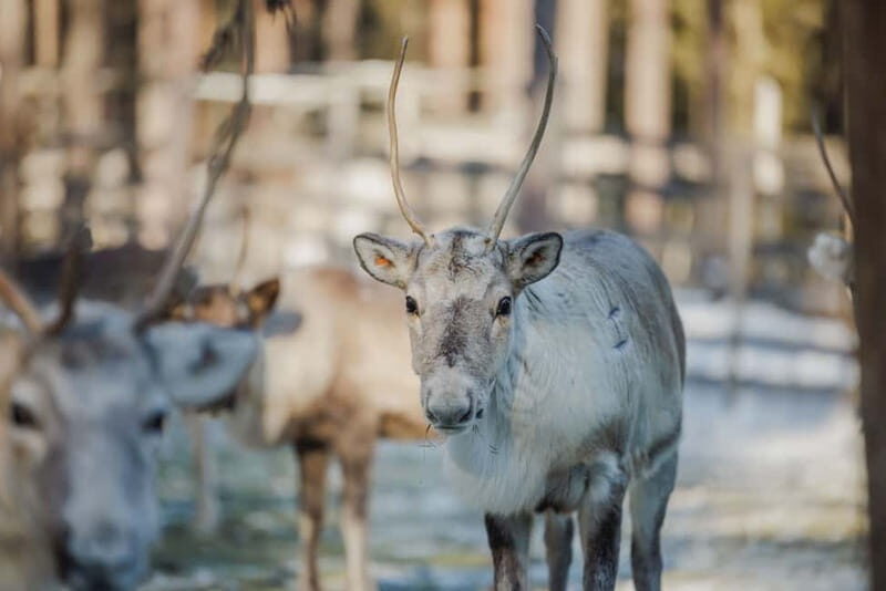 Rovaniemi: Reindeer Experience with Sleigh Ride - The Experience Itinerary