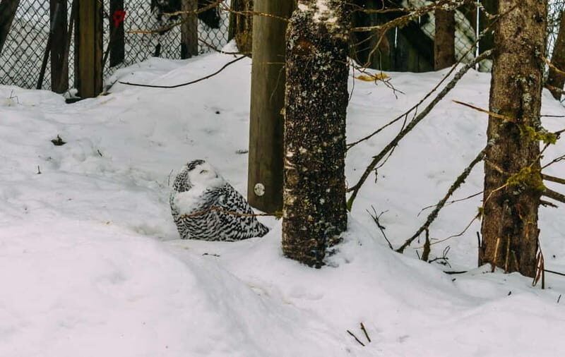 Rovaniemi: Trip to Ranua Zoo with Tickets - The Unique White Bear