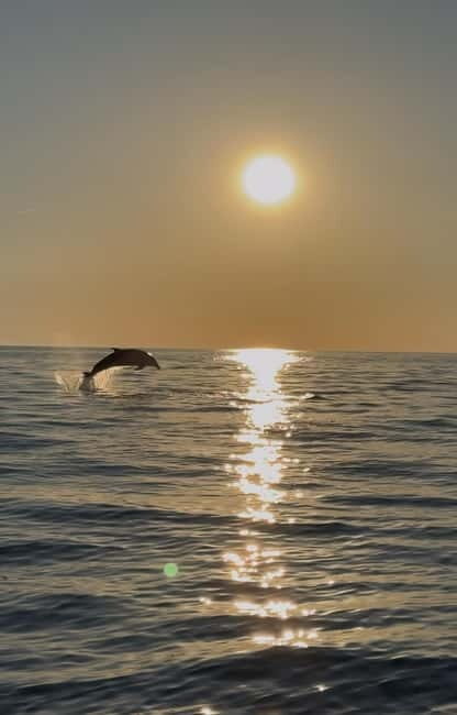 Rovinj: Shared Dolphin and Sunset Tour with Drinks - The Itinerary Breakdown