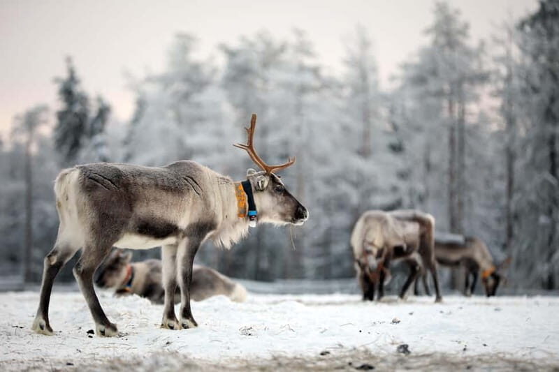 RUKA: Reindeer Feeding, Sleigh Ride & Fireside Delicacies - The Itinerary in Detail