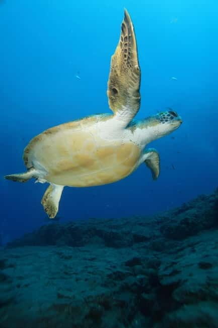 S. Tenerife: Exciting Boat Dive for Beginners to Turtle Bay - Final Thoughts: Is It Worth It?