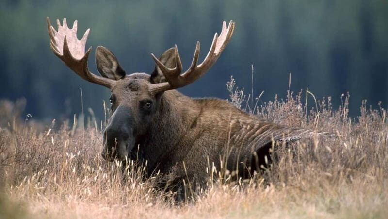 Saariselka: Moose Safari in Inari  Saariselkä - Who Will Love This Safari?