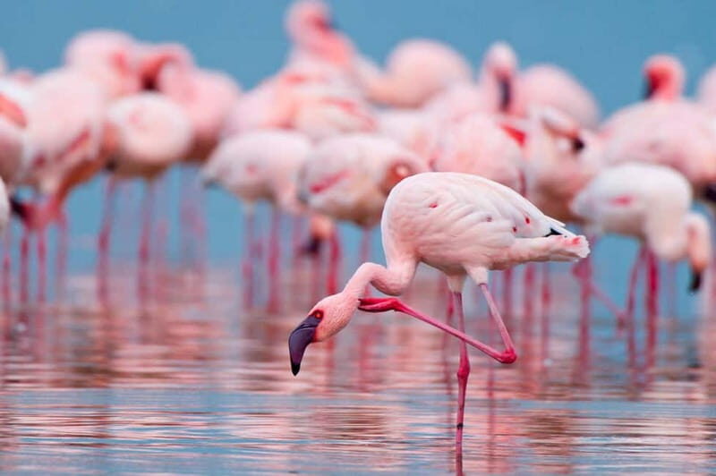 Salina Maria Stella di Trapani: Birdwatching in search of flamingos - What You Can Expect During the Tour