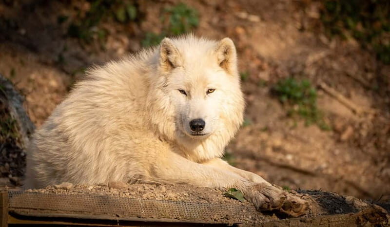 Salzburg Zoo Hellbrunn Skip-the-line Tickets & Private Car - What’s Included and What to Expect