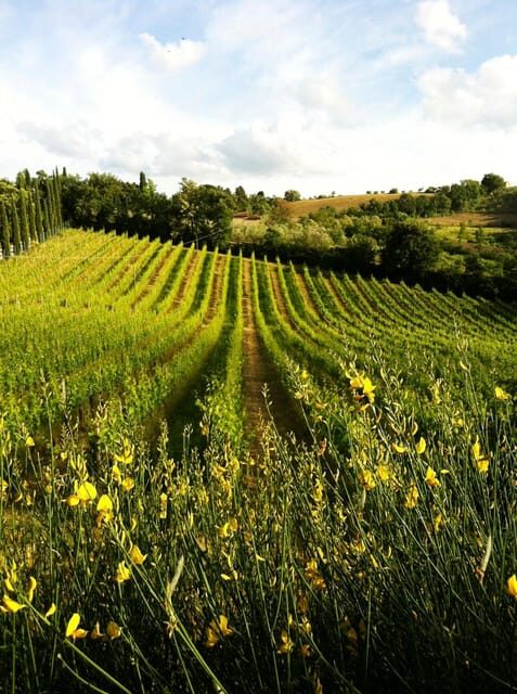 San Gimignano: Tuscan Wine & Bruschetta Tasting for Families - A Deeper Look at the Itinerary