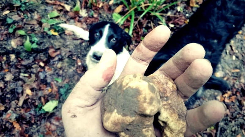 San Miniato: Truffle Hunting Experience - A Deep Dive into the Truffle Hunting Experience