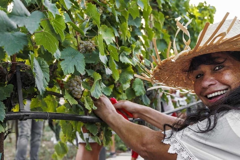 Santa Maria Imbaro: Grape Harvest with Pressing + Picnic among olive trees and vineyards - What to Consider Before Booking