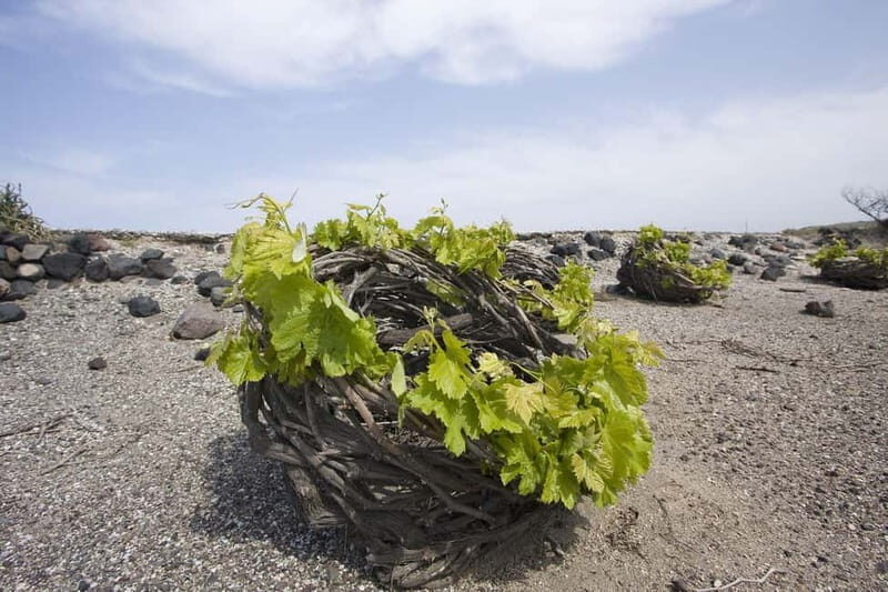 Santorini: Explore the Islands Beauty & Sunset Wine Tasting - The Practical Side: What to Expect