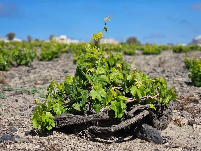 Santorini: Shared Wine Tasting and Culinary Experience - The Highlights: Why This Tour Excels
