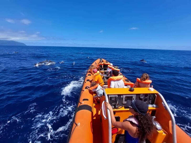 São Miguel, Azores: Whale and Dolphin Watching Tour - Practical Considerations
