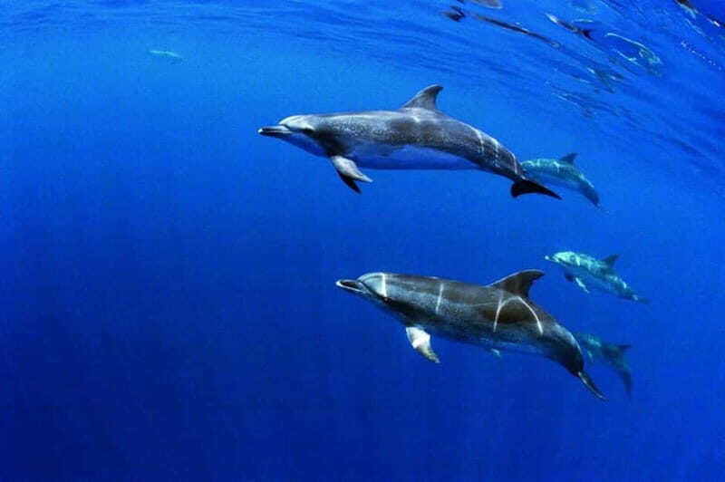 São Miguel: Swim with Wild Dolphins in the Open Ocean - The Practicalities