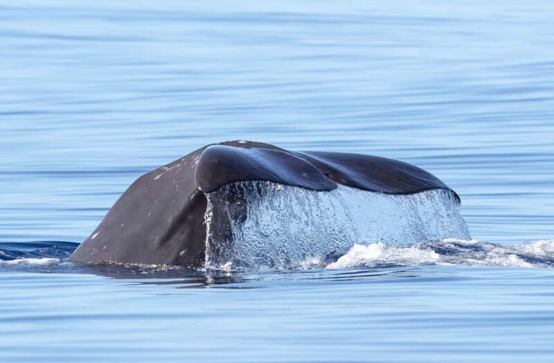 São Miguel: Whale-Watching Cruise with Marine Biologist - What’s Included and What to Expect